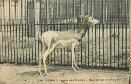 75. PARIS .  Jardin Des Plantes . Gazelle Mohr . Soudan . - Sonstige & Ohne Zuordnung