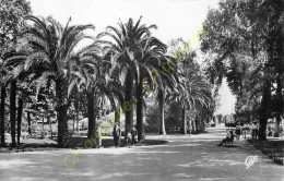 66.  PERPIGNAN .  Le Square . Allée Des Palmiers . - Perpignan