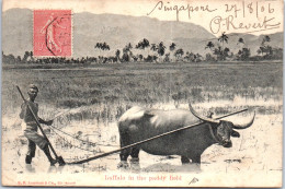 SINGAPORE - Buffalo In The Paddy Field  - Singapour
