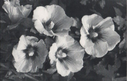 114988 - Helle Blumen In Schwarzweiss - Autres & Non Classés