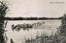 Romania Pelicani In Delta Dunarii - Romania