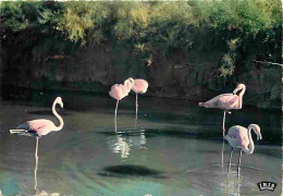 13 - Camargue - Flamants Roses - CPM - Voir Scans Recto-Verso - Autres & Non Classés