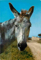 Animaux - Anes - Donkeys - Burros - Esel - Asini - CPM - Carte Neuve - Voir Scans Recto-Verso - Esel