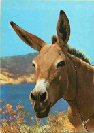 Animaux - Anes - Corse - Donkeys - Burros - Esel - Asini - CPM - Voir Scans Recto-Verso - Anes