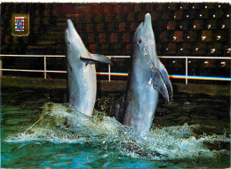 Animaux - Dolfinarium Brugge Bij Het Boudewijnpark - Représentations De Dauphins Et D'otaries - Dauphins - Dolphins - Zo - Dolphins
