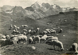 Animaux - Moutons - Val D'Isère - Vue Du Grand Pré - La Tsantaleina 3.605 M. - Carte Dentelée - CPSM Grand Format - Voir - Otros & Sin Clasificación