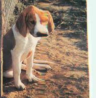 Animaux - Chiens - Beagle - Club De Chiens Guides D'aveugle D'Ile De France De Coubert - CPM - Voir Scans Recto-Verso - Chiens