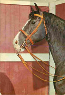 Animaux - Chevaux - Portrait De Cheval - Voir Scans Recto Verso  - Horses