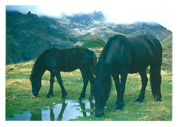 Animaux - Chevaux - CPM - Voir Scans Recto-Verso - Chevaux