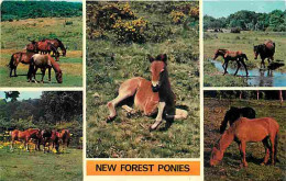 Animaux - Chevaux - New Forest Ponies - Poneys - Multivues - CPM - Voir Scans Recto-Verso - Chevaux