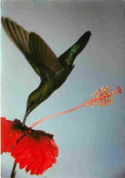 Animaux - Oiseaux - Colibri - CPM - Voir Scans Recto-Verso - Oiseaux