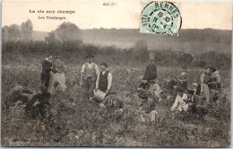 AGRICULTURE - Vie Au Champ - Les Vendanges  - Sonstige & Ohne Zuordnung