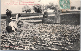 45 PITHIVIERS - Recolte Du Safran - Safranieres En Cueillette De Fleur. - Pithiviers