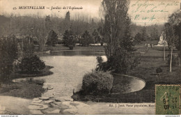 NÂ° 4131 Z -cpa Montpellier -jardins De L'Esplanade- - Montpellier