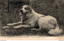 NÂ° 3986 Z -cpa Chien Des PyrÃ©nÃ©es- - Chiens