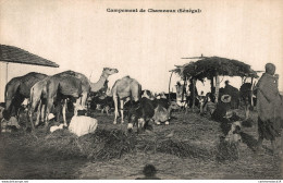 NÂ° 6282 Z -cpa Campement De Chameaux Au SÃ©nÃ©gal- - Senegal