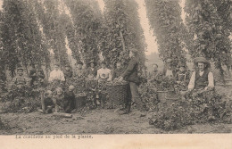 PAYSANS - La Cueillette Au Pied De La Plante - Autour Des Vignes - Carte Postale Ancienne - Paysans