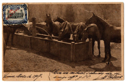 2.3.1 PERU, HORSES, 1907, POSTCARD - Peru