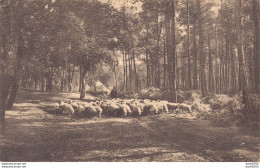 40 DANS LES LANDES DE GASCOGNE LE RETOUR DES MOUTONS - Viehzucht