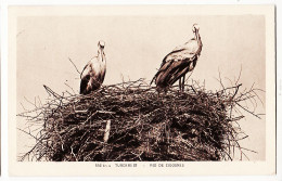 26724 / ⭐ 68-Haut Rhin TURCKHEIM NID Couple De CIGOGNES ALSACE Stork Storch Cigüeña 1933 à LABALUC Liege Belgique Alsace - Turckheim