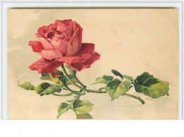 N°57 - Catharina Klein - Rose Rouge - Klein, Catharina