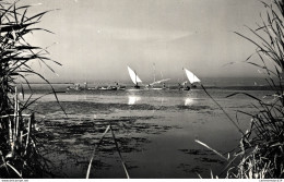 Delcampe - NÂ°7373 Z -cpsm Valencia -La Albufera- - Valencia