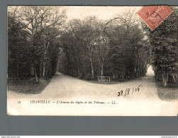 NÂ°8066 Z -cpa Chantilly -l'avenue Des Aigles Et Des Tribunes- - Chantilly