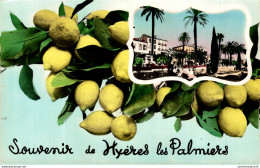 NÂ°7764 Z -cpsm Souvenir De HyÃ¨res Les Palmiers- - Greetings From...