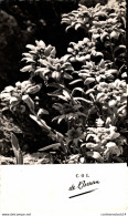 NÂ°9526 Z -cpsm Col De L'Iseran -Edelweiss- - Fleurs