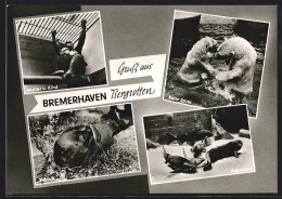 AK Bremerhaven, Eisbären, Affen Und Seehund In Den Tiergrotten  - Bremerhaven