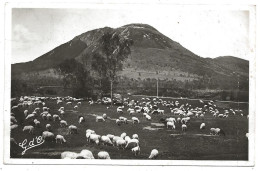 CPA  L'AUVERGNE Le Puy-de-Dôme  (1565 M) Et Les Moutons Circulé195!  ( 2030) - Autres & Non Classés