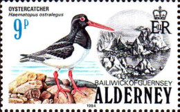 Aldeney-Aurigny Poste N** Yv: 13 Mi:13 Oystercatcher Haematopus Ostralegus - Alderney