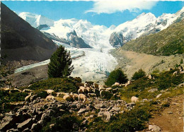 Suisse - GR Grisons - Morteratschgletscher Mit Piz Palu - Bellavista Und Piz Bernina - Moutons - CPM - Carte Neuve - Voi - Andere & Zonder Classificatie