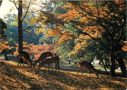 Japon - Nara - Nara Park - Biches - Carte Neuve - Nippon - CPM - Voir Scans Recto-Verso - Autres & Non Classés