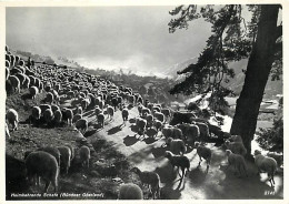 Animaux - Moutons - Heimkehrende Schafe (Bûndner Oberland) - Carte Dentelée - CPSM Grand Format - Carte Neuve - Voir Sca - Autres & Non Classés