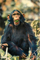 Animaux - Singes - Chimpanzé - Faune Africaine - CPM - Voir Scans Recto-Verso - Monkeys