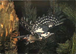 Animaux - Oiseaux - Pic épeiche En Vol - Great Spotted Woodpecker (Dendrocopus Major) - CPM - Voir Scans Recto-Verso - Birds