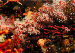 Animaux - Poissons - Féérie Sous Marine - Corail Mediterrannéen à 50 M. De Profondeur - Joaillerie Des Fonds - Le Corail - Fish & Shellfish