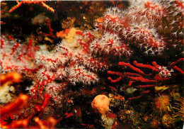 Animaux - Poissons - Féérie Sous Marine - Corail Mediterrannéen à 50 M. De Profondeur - Joaillerie Des Fonds - Le Corail - Poissons Et Crustacés