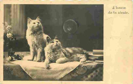 Animaux - Chats - CPM - Voir Scans Recto-Verso - Chats