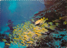 Animaux - Poissons - A Scuba Diver Enjoying Photography Jn The Clear Crystal Waters Of The Philippines - CPM - Voir Scan - Fish & Shellfish