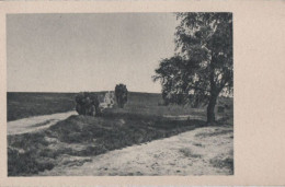 69361 - Landschaft Mit Baum - Ca. 1955 - Other & Unclassified
