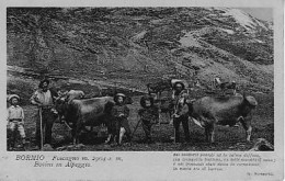 Foscagno Passo (Sondrio) - Bovini In Alpeggio - Sondrio