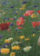 118302 - Klatschmohn Und Andere Blumen - Autres & Non Classés