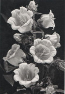 114946 - Blüten Schwarzweiss - Autres & Non Classés