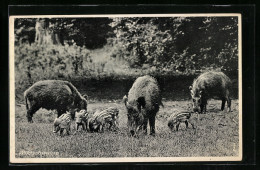 AK Wildschweine Mit Frischlingen Auf Einer Wiese  - Cochons