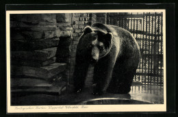 AK Wuppertal-Elberfeld, Zoo, Bär Hinter Gittern  - Bären