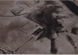 Old Real Original Photo - Cat Looking At Cassette Recorder - Ca. 12x8.7 Cm - Anonieme Personen