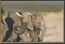 °°° 31273 - BUSTA CON FOTO DI ELEFANTE °°° - Elephants