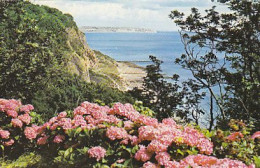 AK 215583 ENGLAND - I. W. - Hydrangeas And Luccombe Chine - Sonstige & Ohne Zuordnung